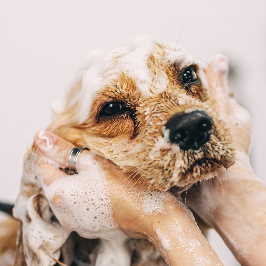Dog being bathed. 