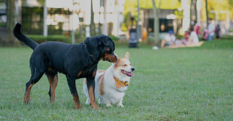 big and little dog playing