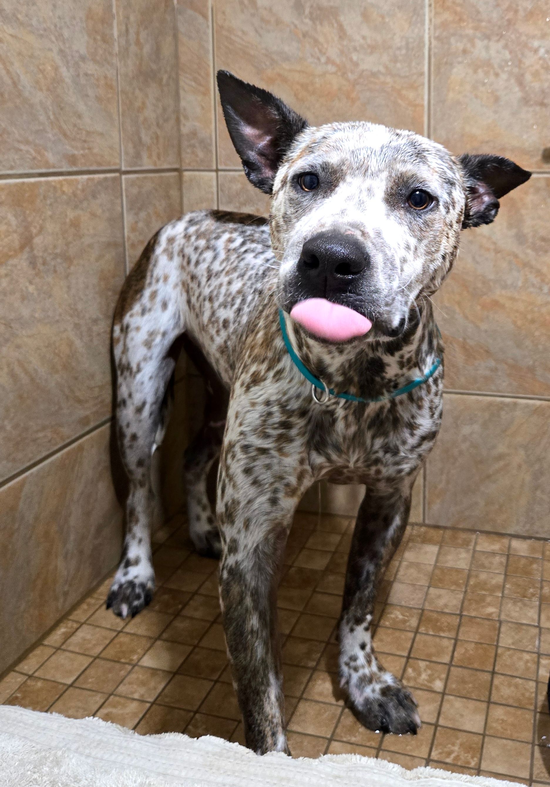 Dog Grooming