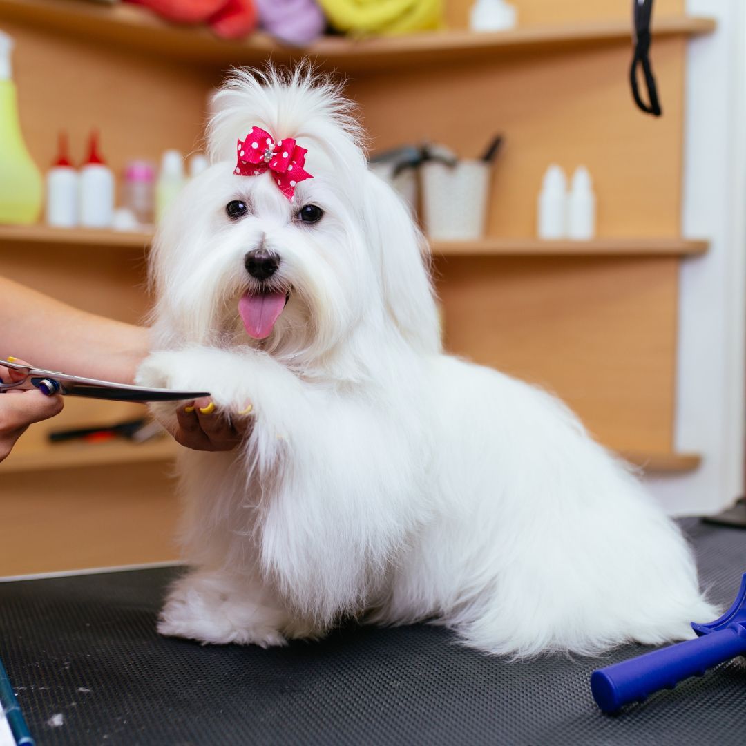dog with bow being groomed