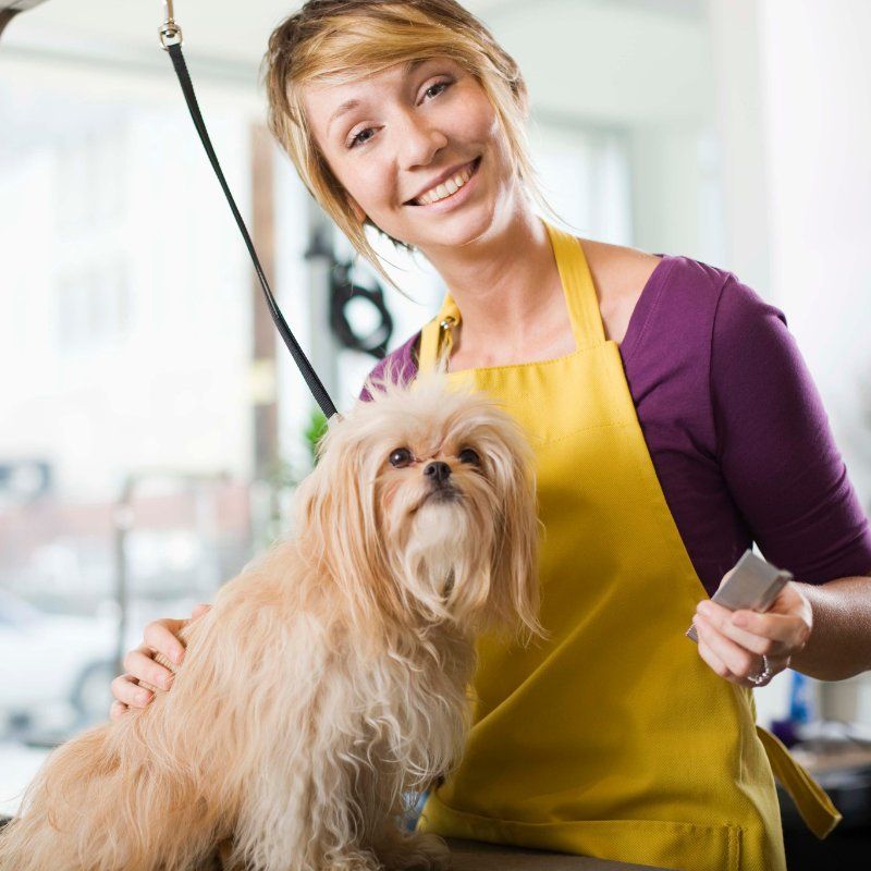 Blog-The Importance Of Dog Grooming_4.jpg