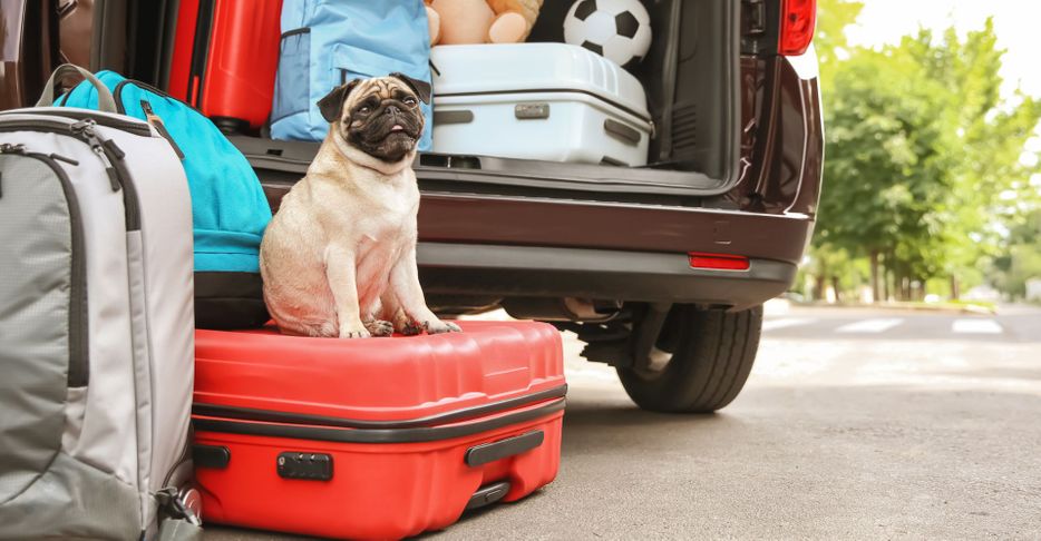 dog sitting on top of a suitcase 