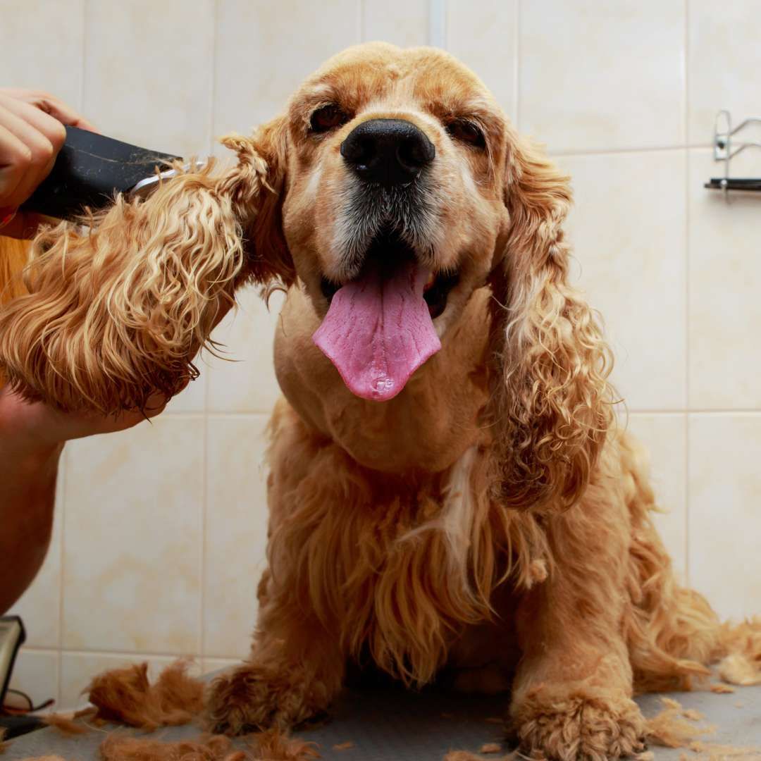 furry dog getting trimmed