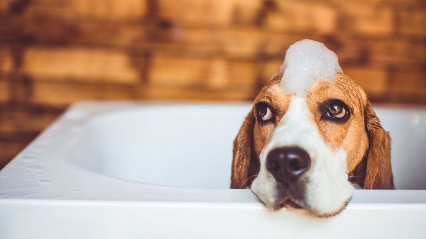 dog getting a bath