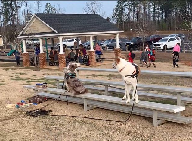 Your Pup & Boundaries