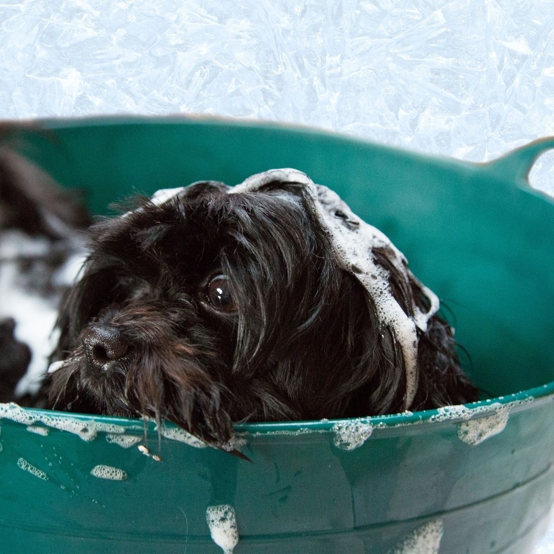 small dog having a bath 