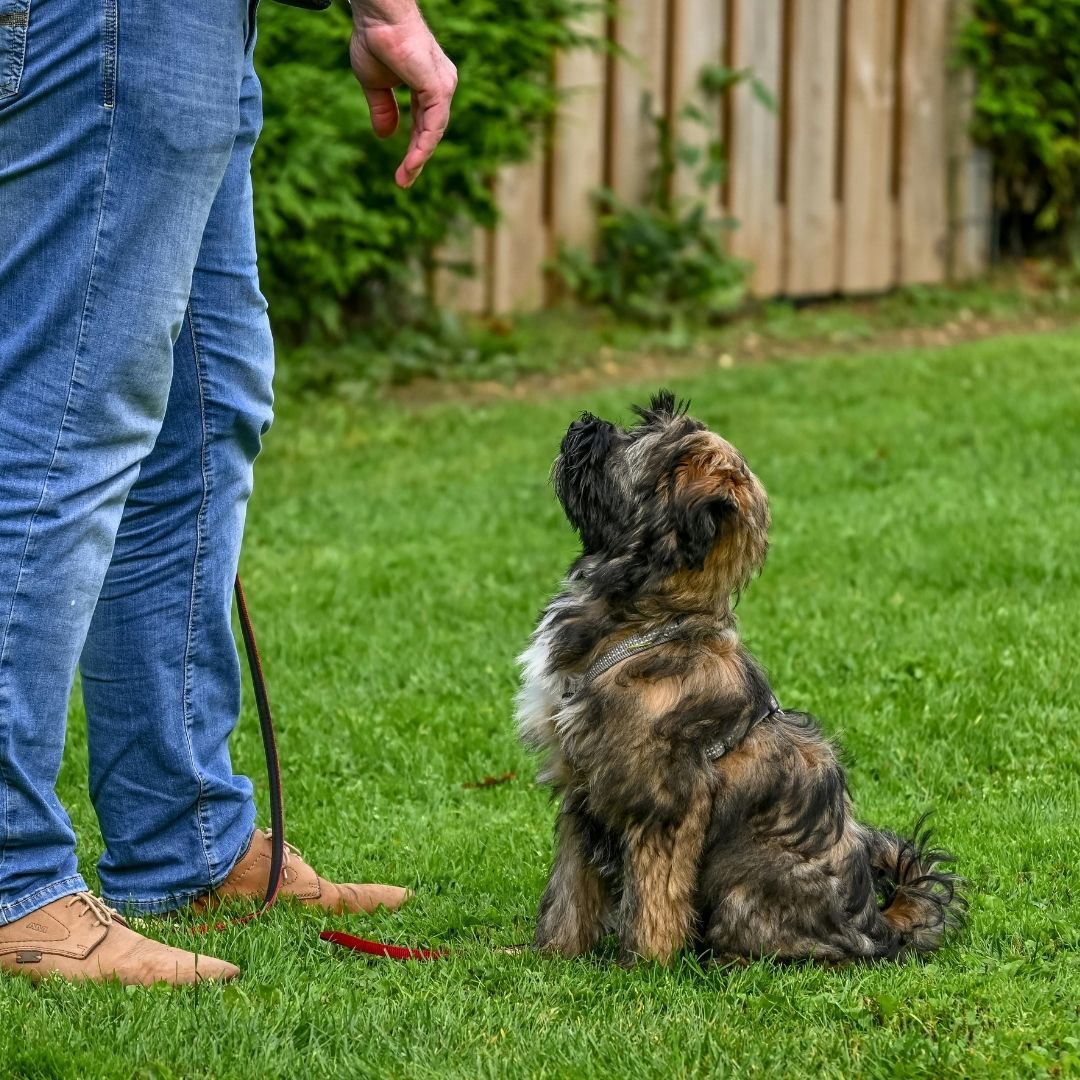 little dog working on sitting little dog working on sitting
