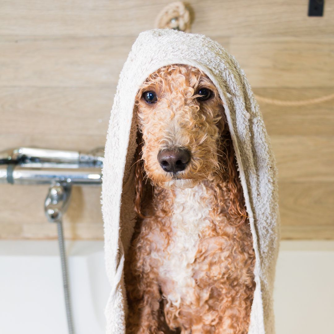 wet dog with towel 