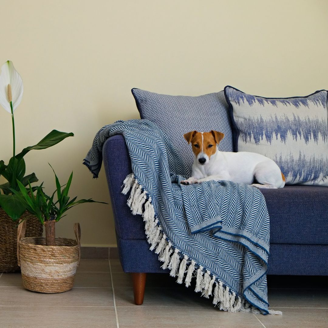 Dog laying on a blue couch. 