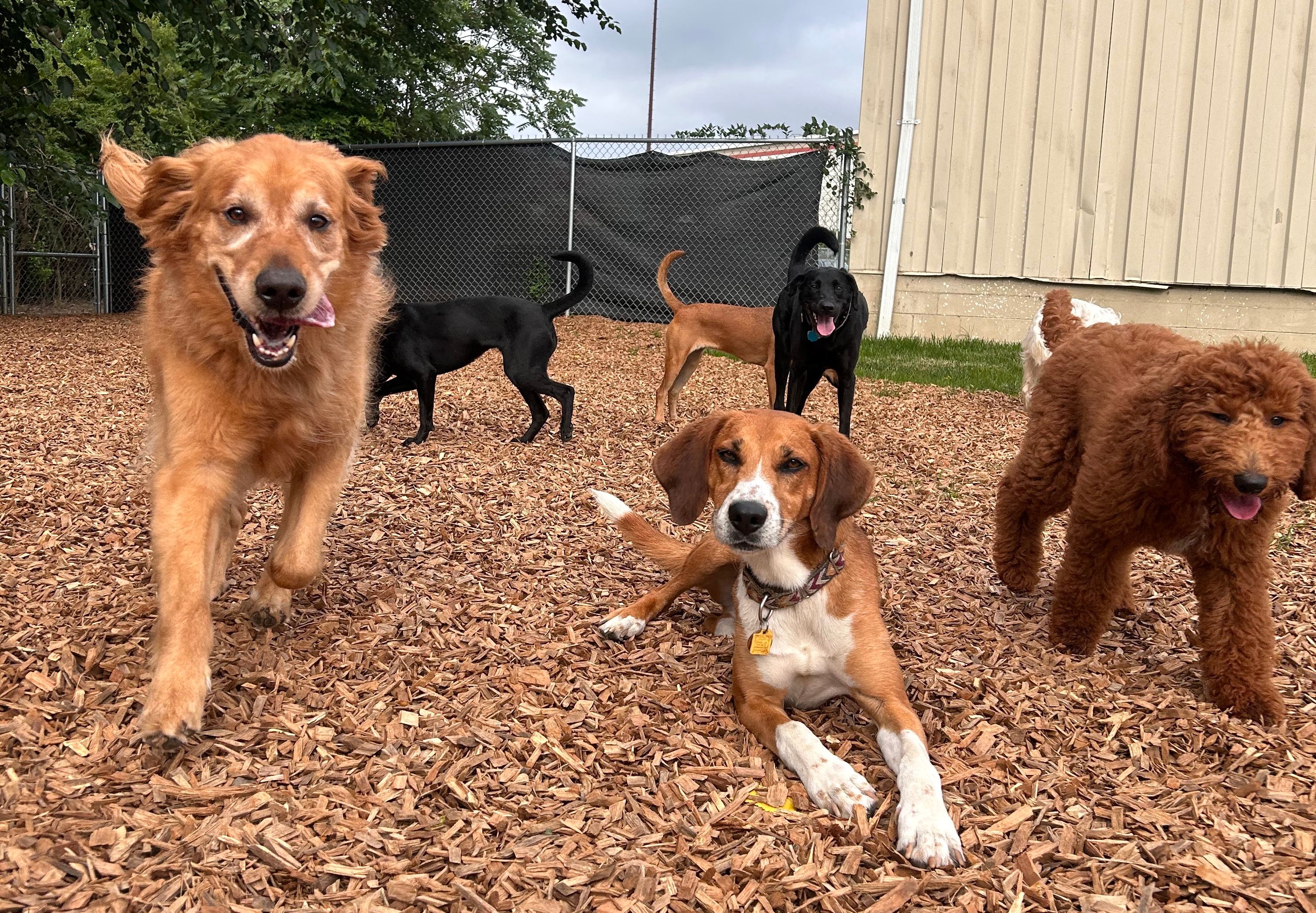 Happy dogs at All Dog Adventures