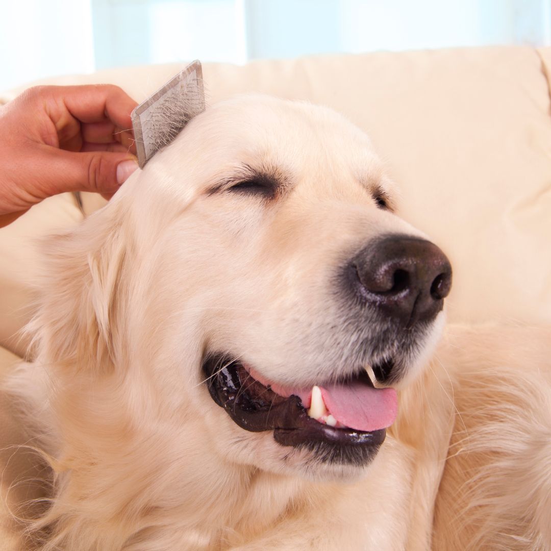 happy dog being brushed