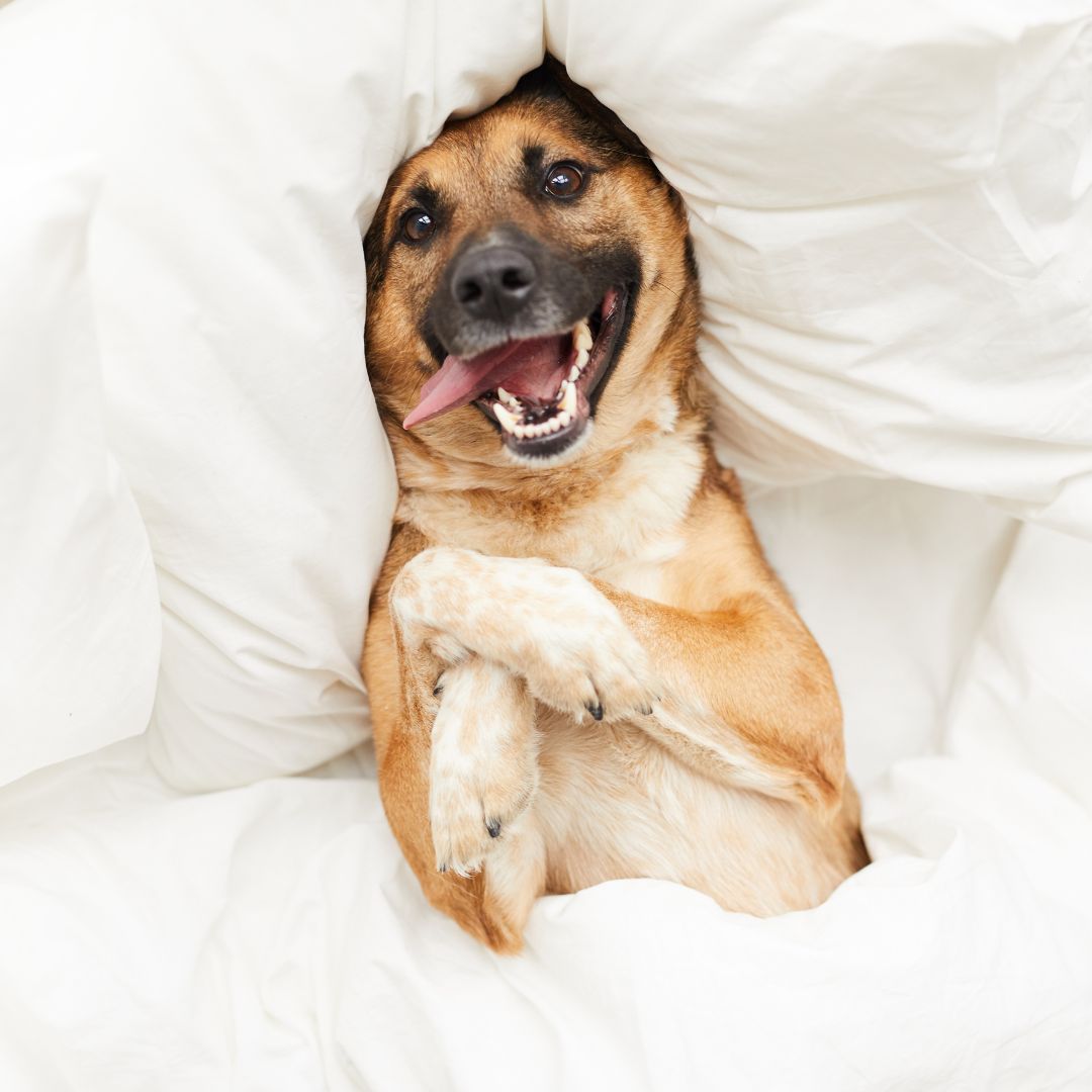 Dog looking comfortable and happy tucked into a bed. 