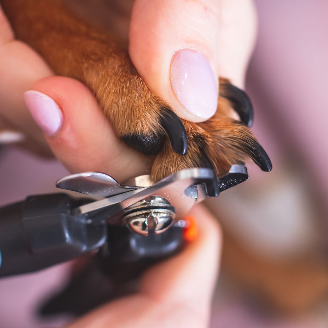 close up of dog nail trim 