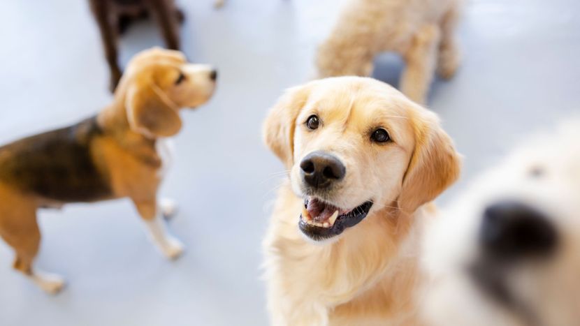 happy dogs in doggy daycare