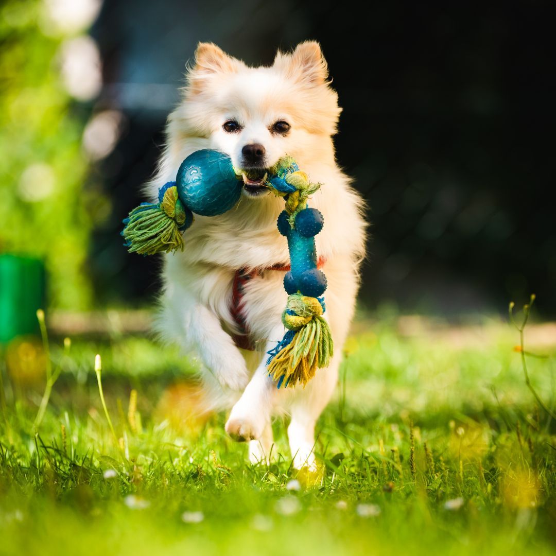 dog running with a toy