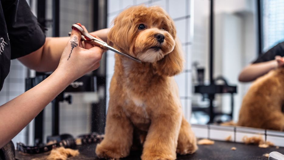 Blog- 4 Reasons Professional Dog Grooming is Worth It_FT.jpg