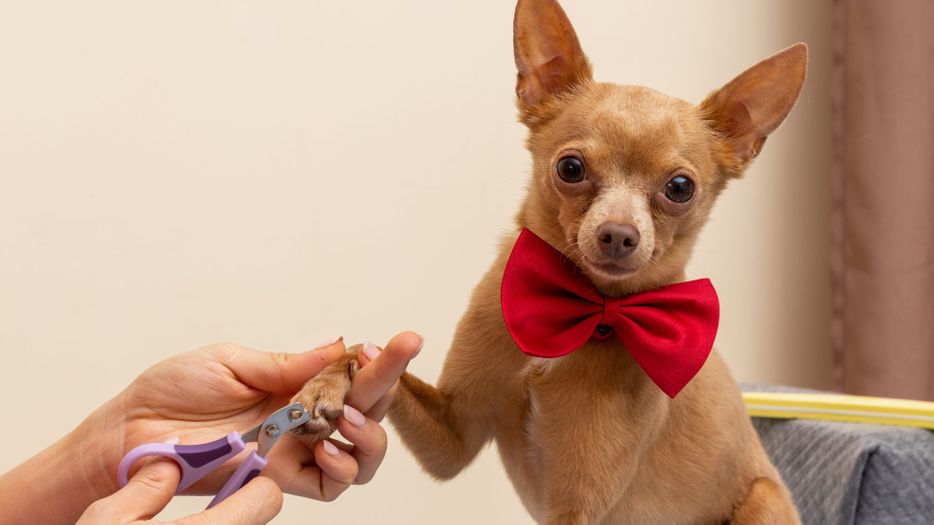 Chihuahua with red bow gets nails trimmed