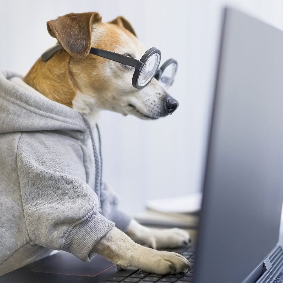 dog wearing glasses looking at a laptop