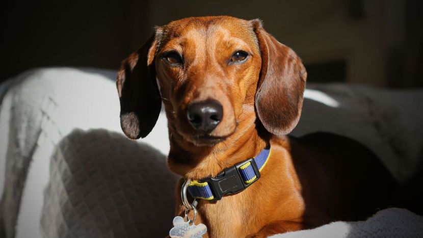 Blog-The Importance Of Dog Grooming_FT.jpg