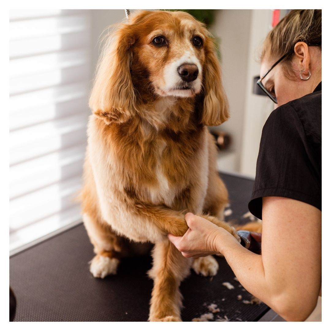 dog getting their nails trimmed