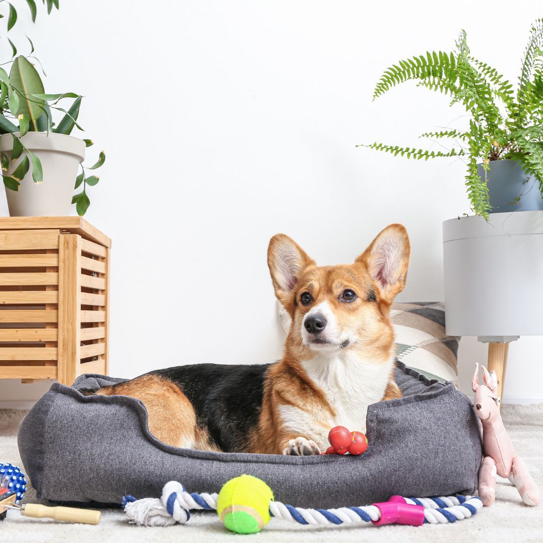 Corgi laying in a bed surrounded by toys. 