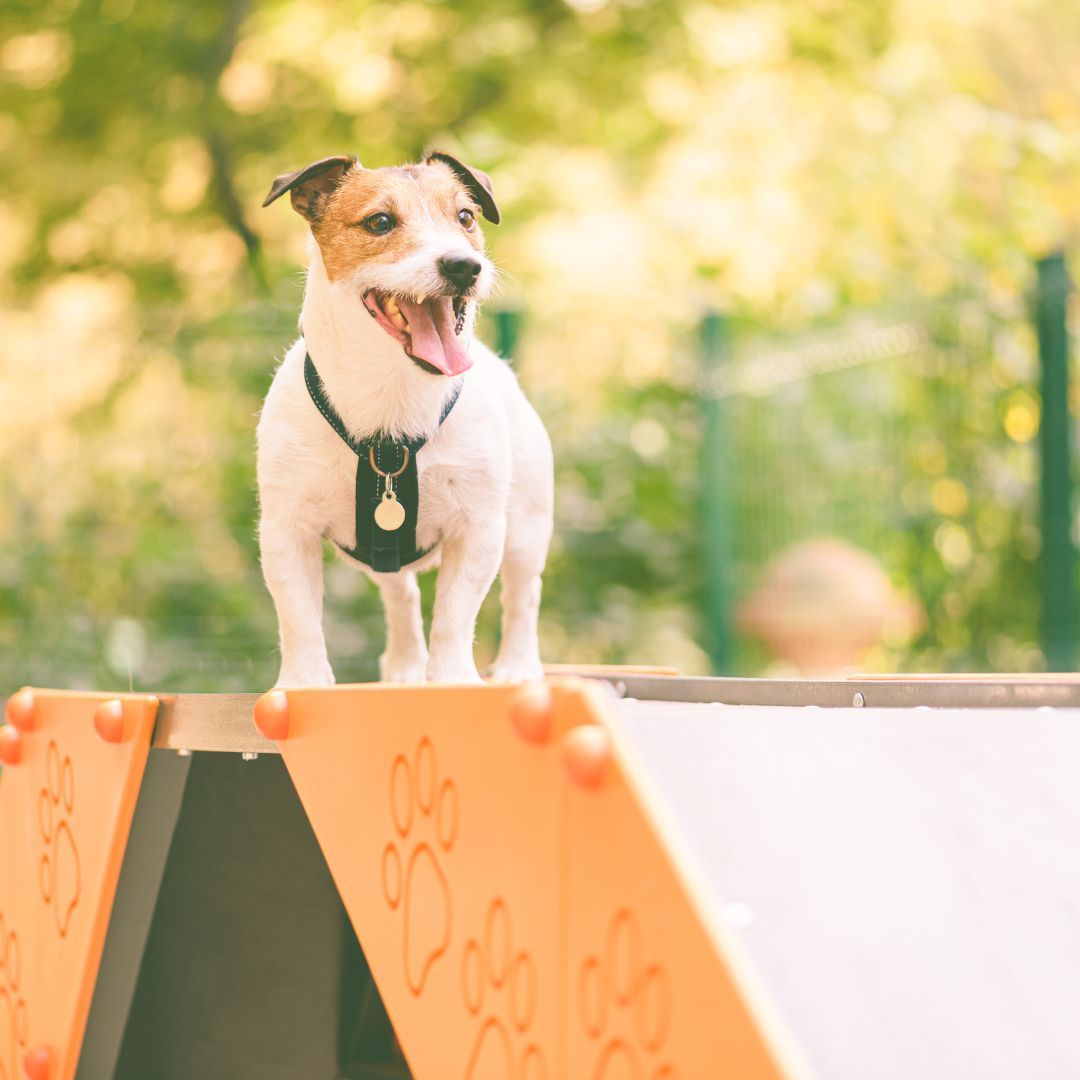 Small dog standing on the top of an agility ramp. 
