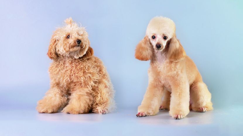 Untitled design - 2024-02-02T105137.555.jpg