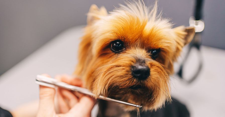 Yorkie being groomed. 