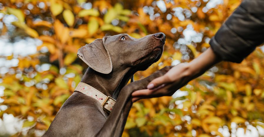 Featured Image_4Train.jpg