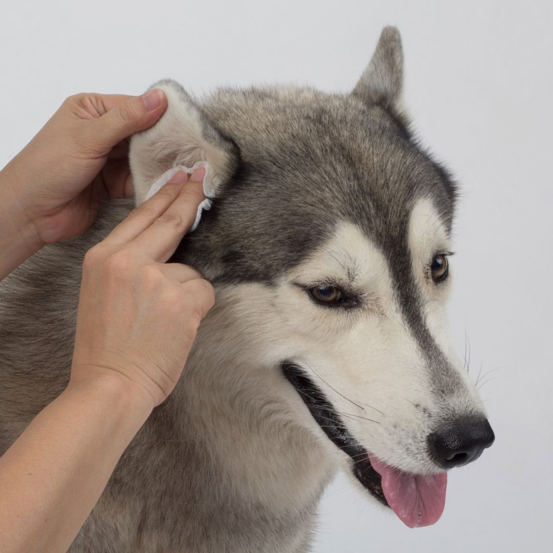 cleaning a husky's ear 
