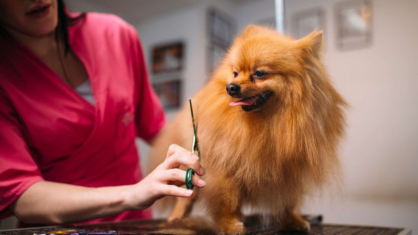 M37438 - All Dog Adventures - 4 Dog Care Services All Dog Adventures Provides - Featured Image.jpg