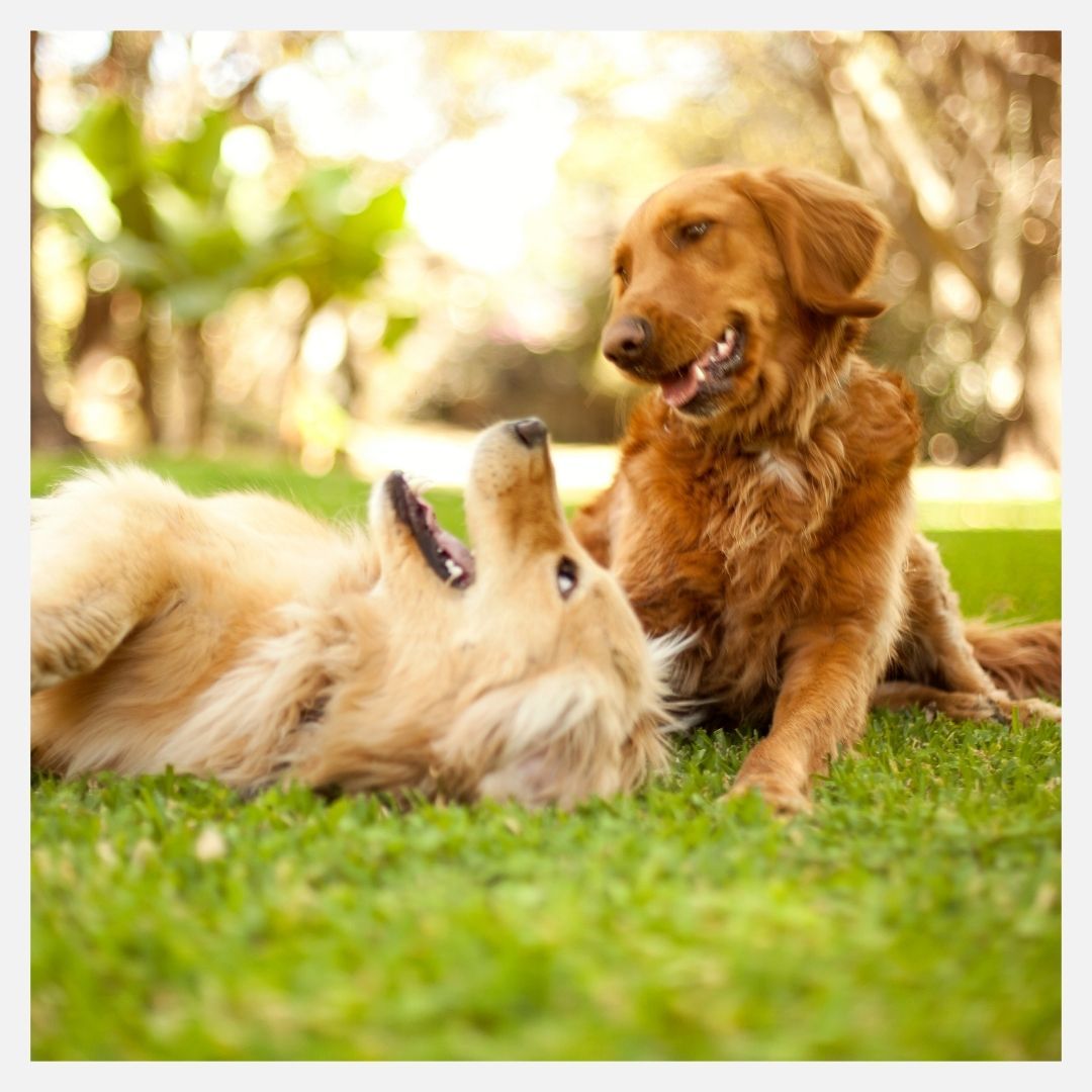 retrievers playing together 