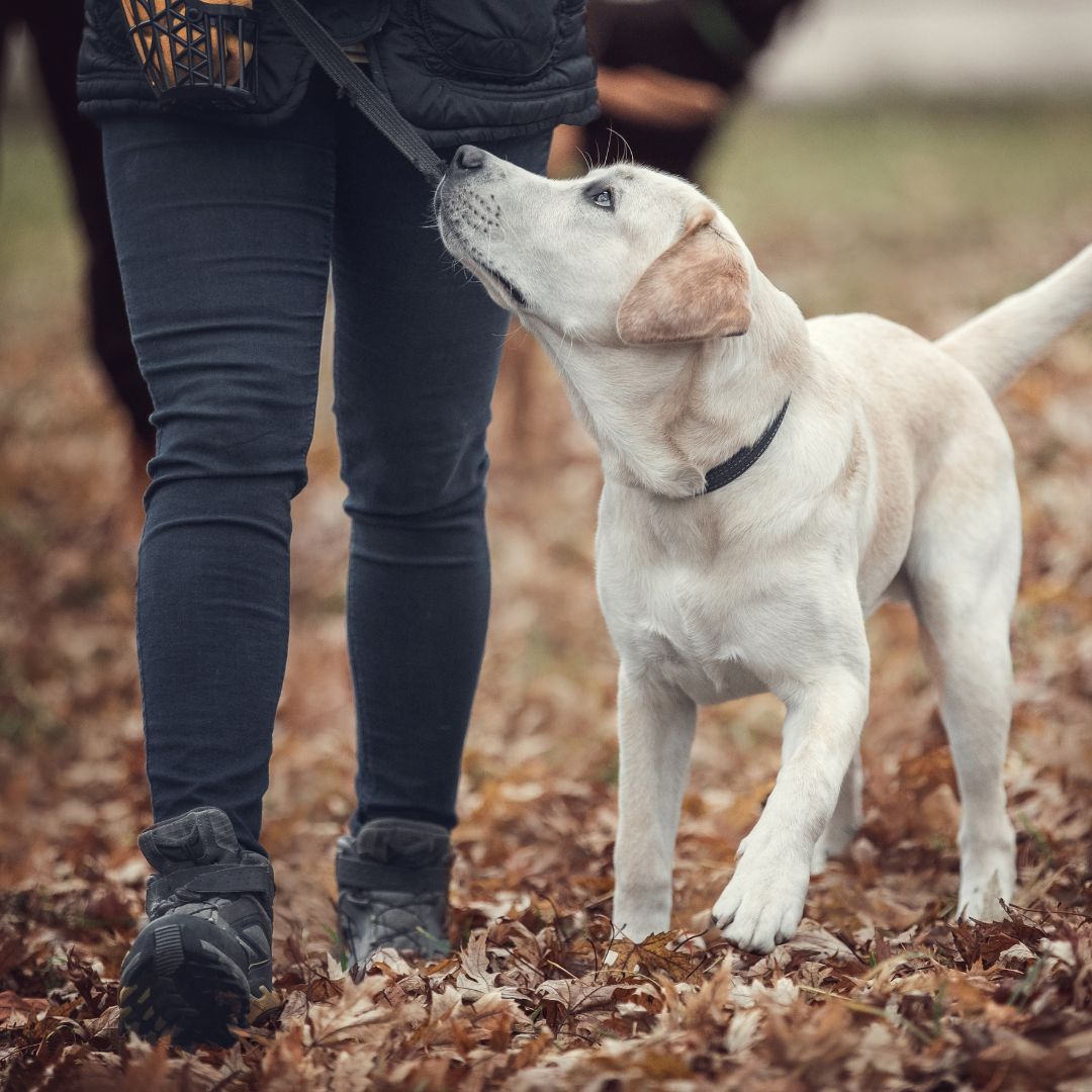 dog walking nice on leash 