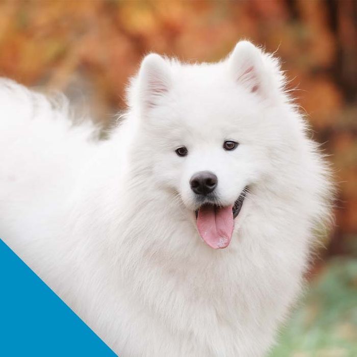 fluffy white dog fluffy white dog