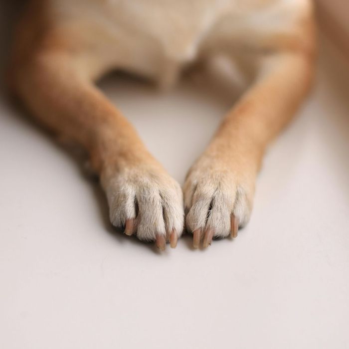 dog nails 