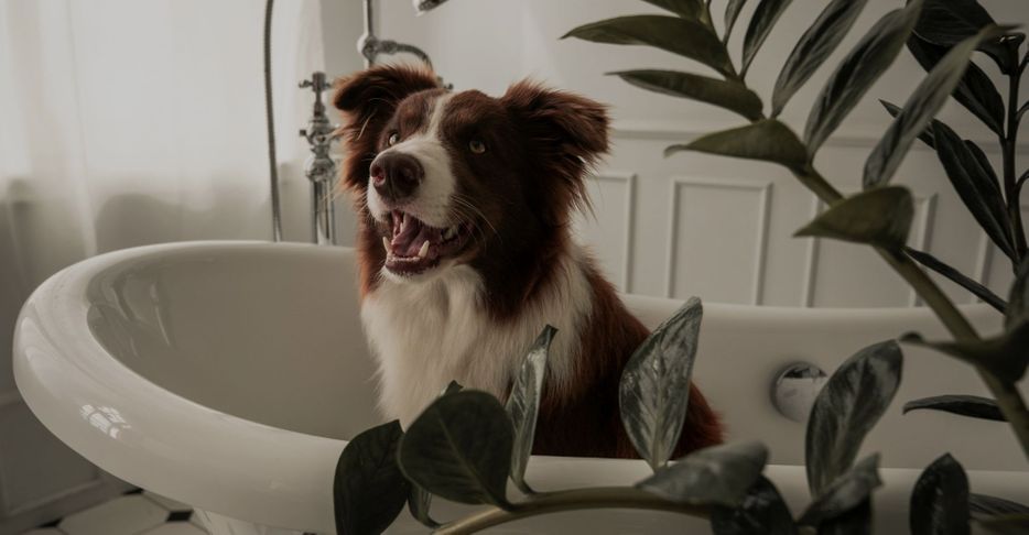 dog sitting in bathtub dog sitting in bathtub