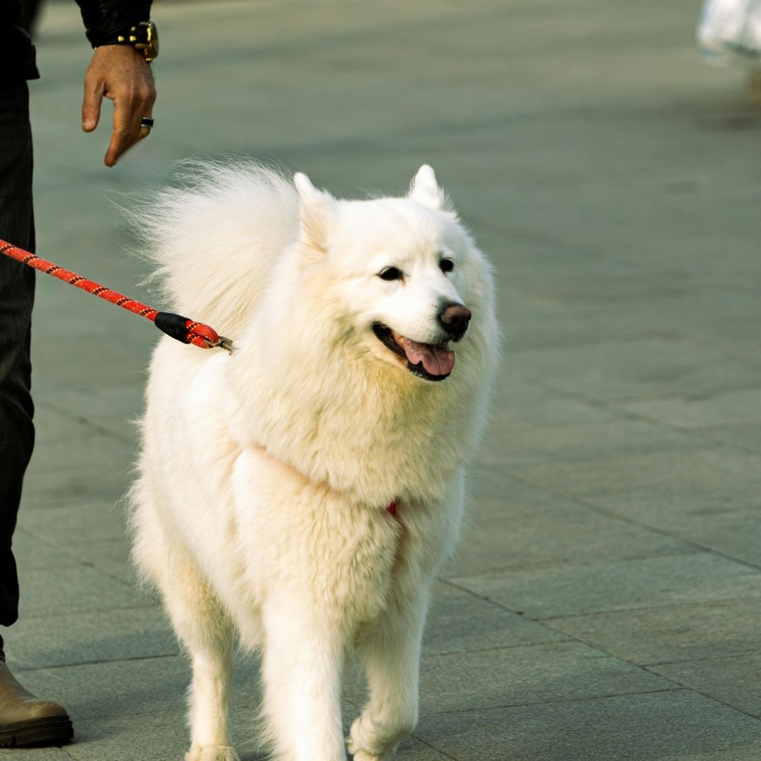 fluffy dog out for a walk 