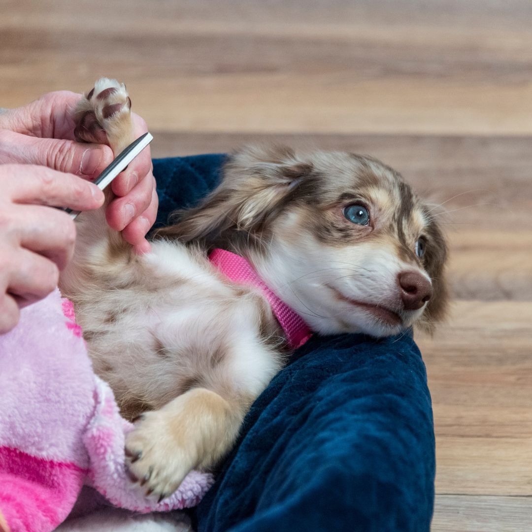 Australian Shepherd puppy lays in soft bed while owner files nails