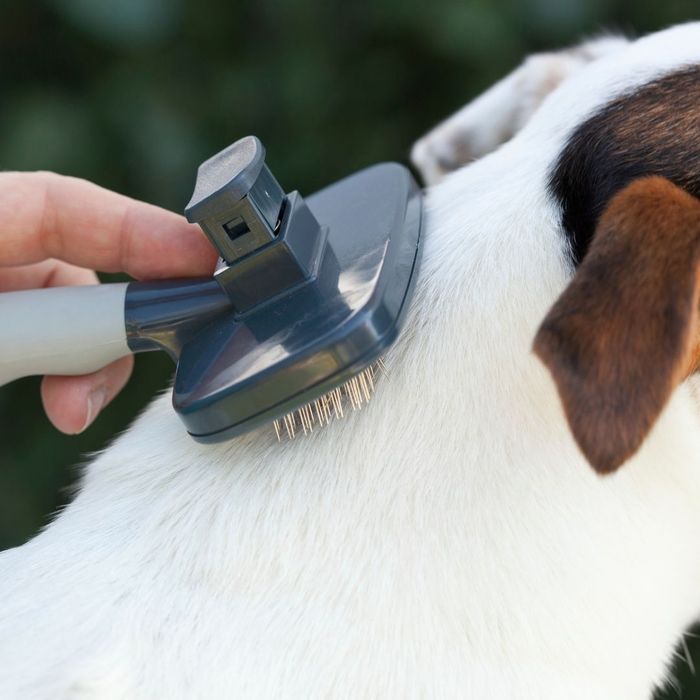 brushing a dog 