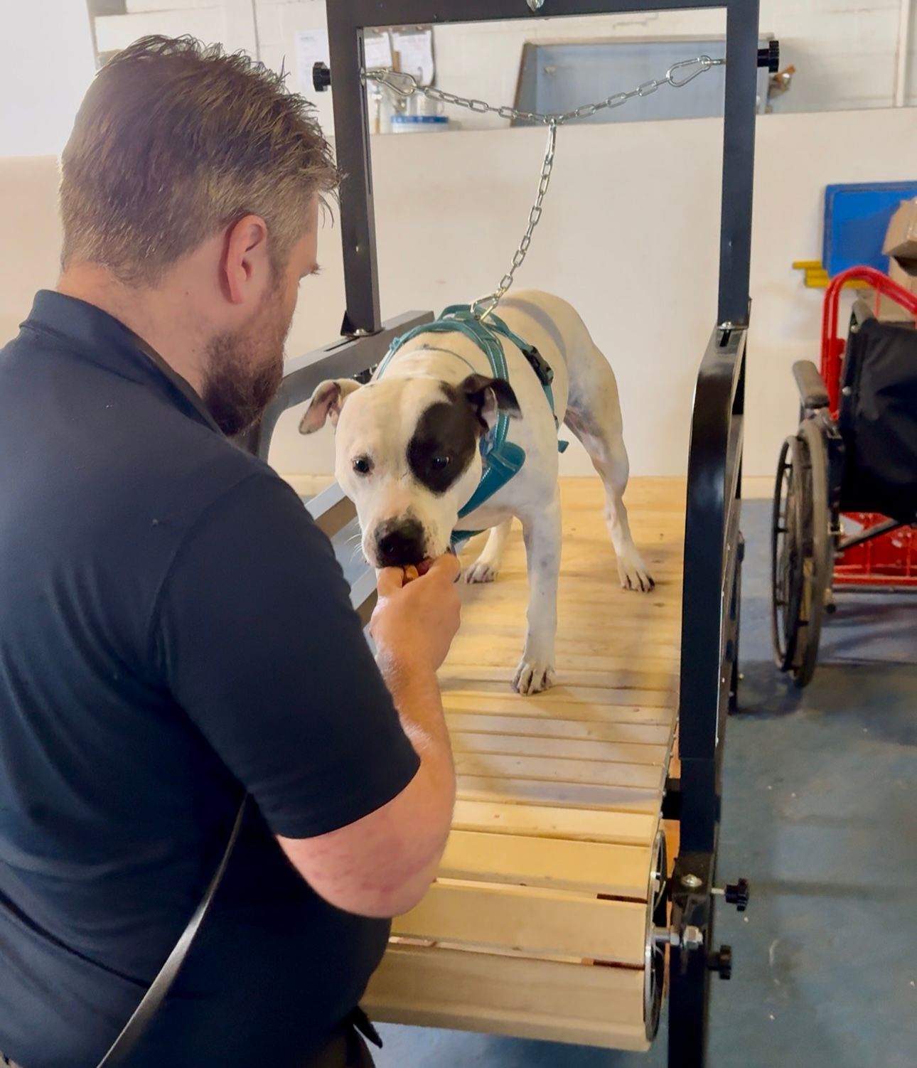 Dog training session