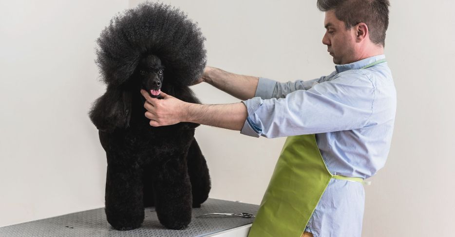 grooming a black poodle 