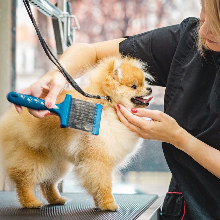 grooming fluffy dog 