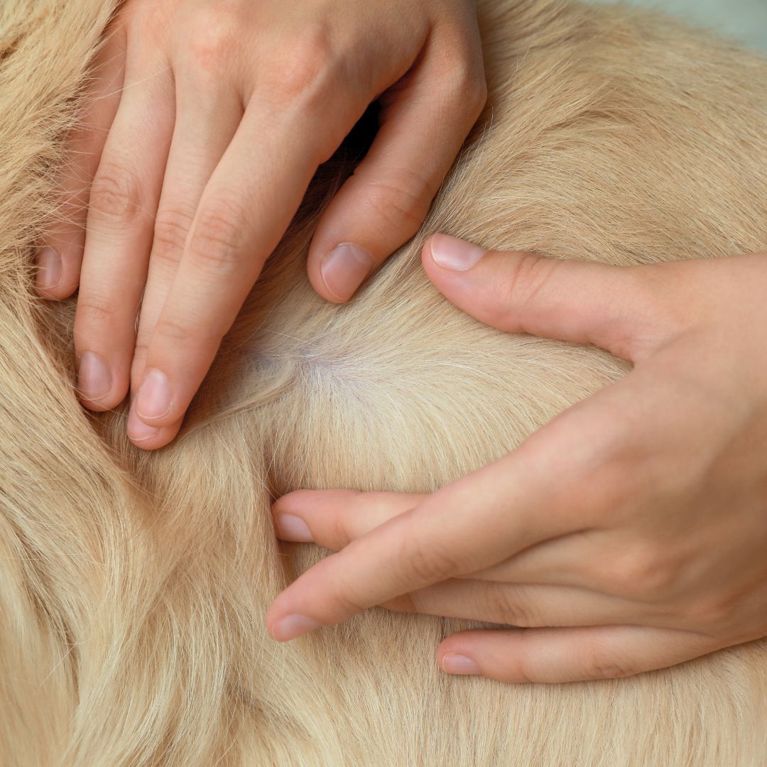 Person inspecting a dog's fur.