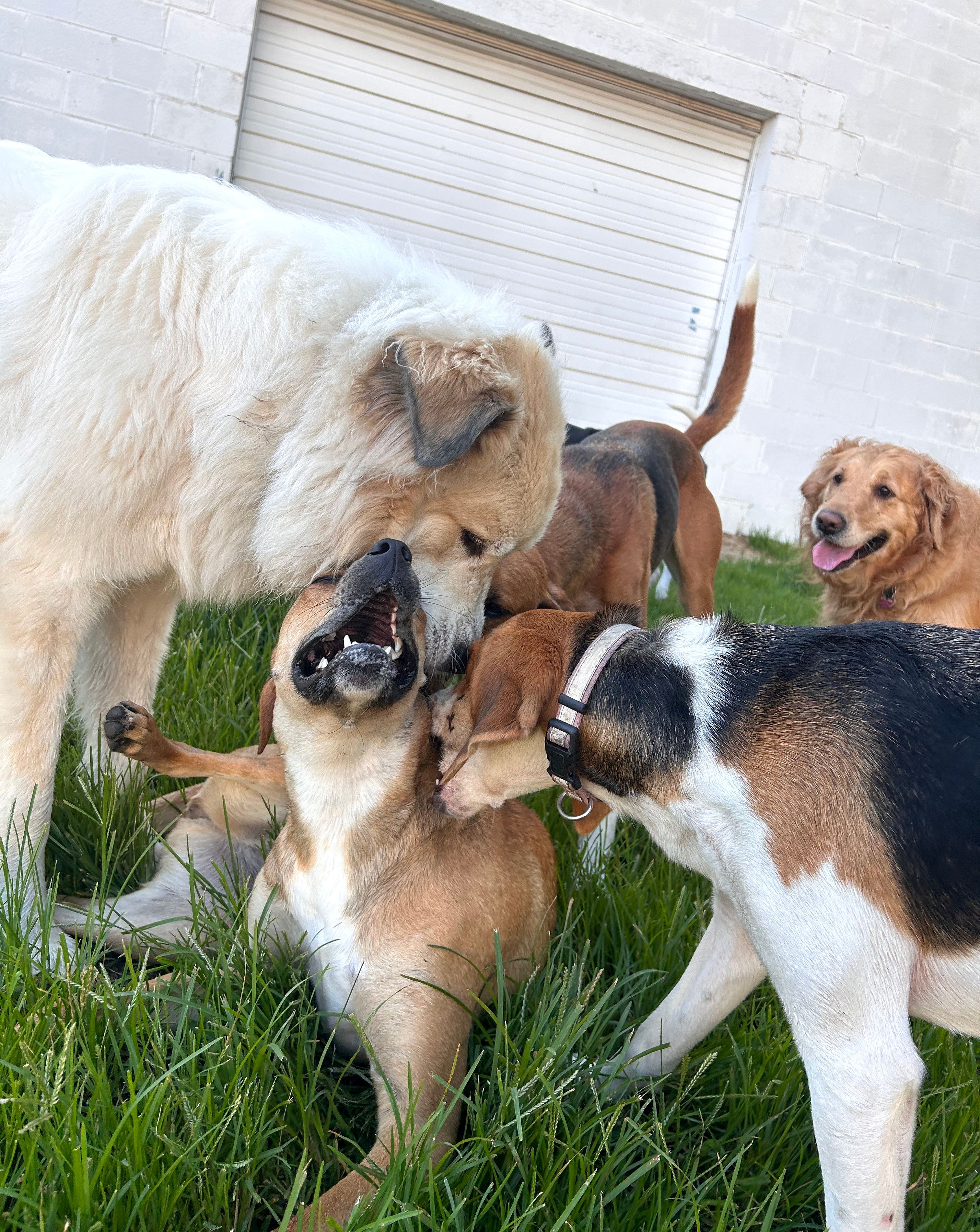 Dog Boarding