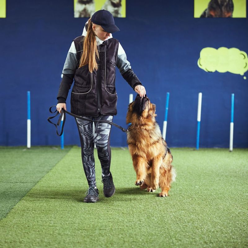 Dog 2025 obedience boarding