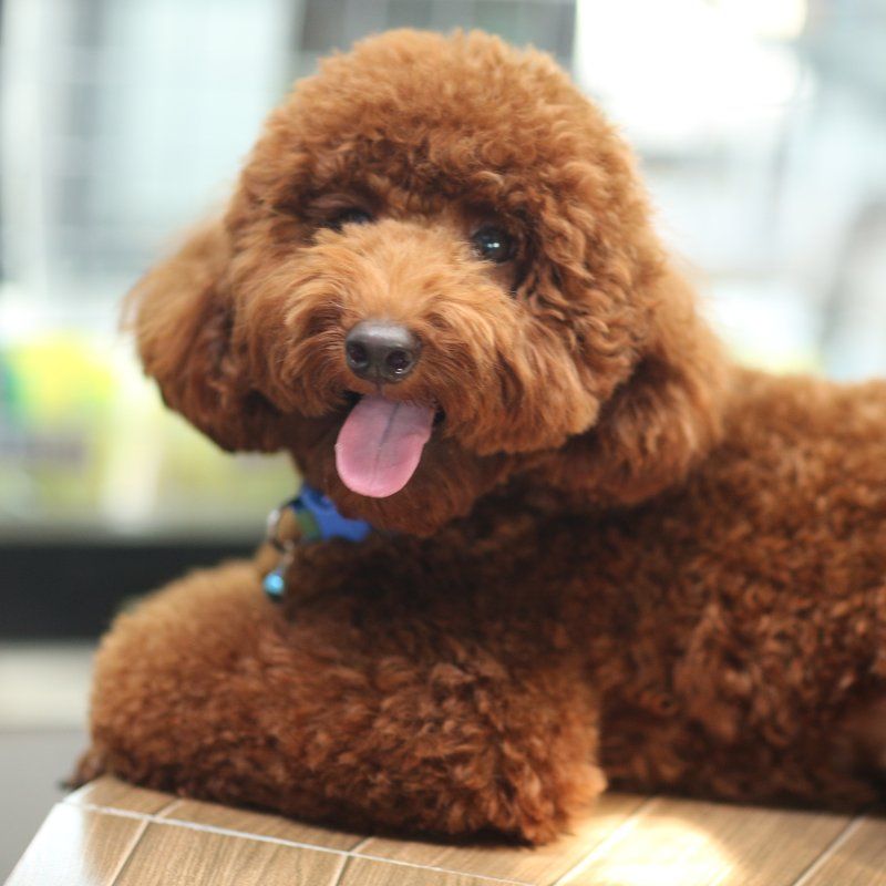 Blog-The Importance Of Dog Grooming_2.jpg