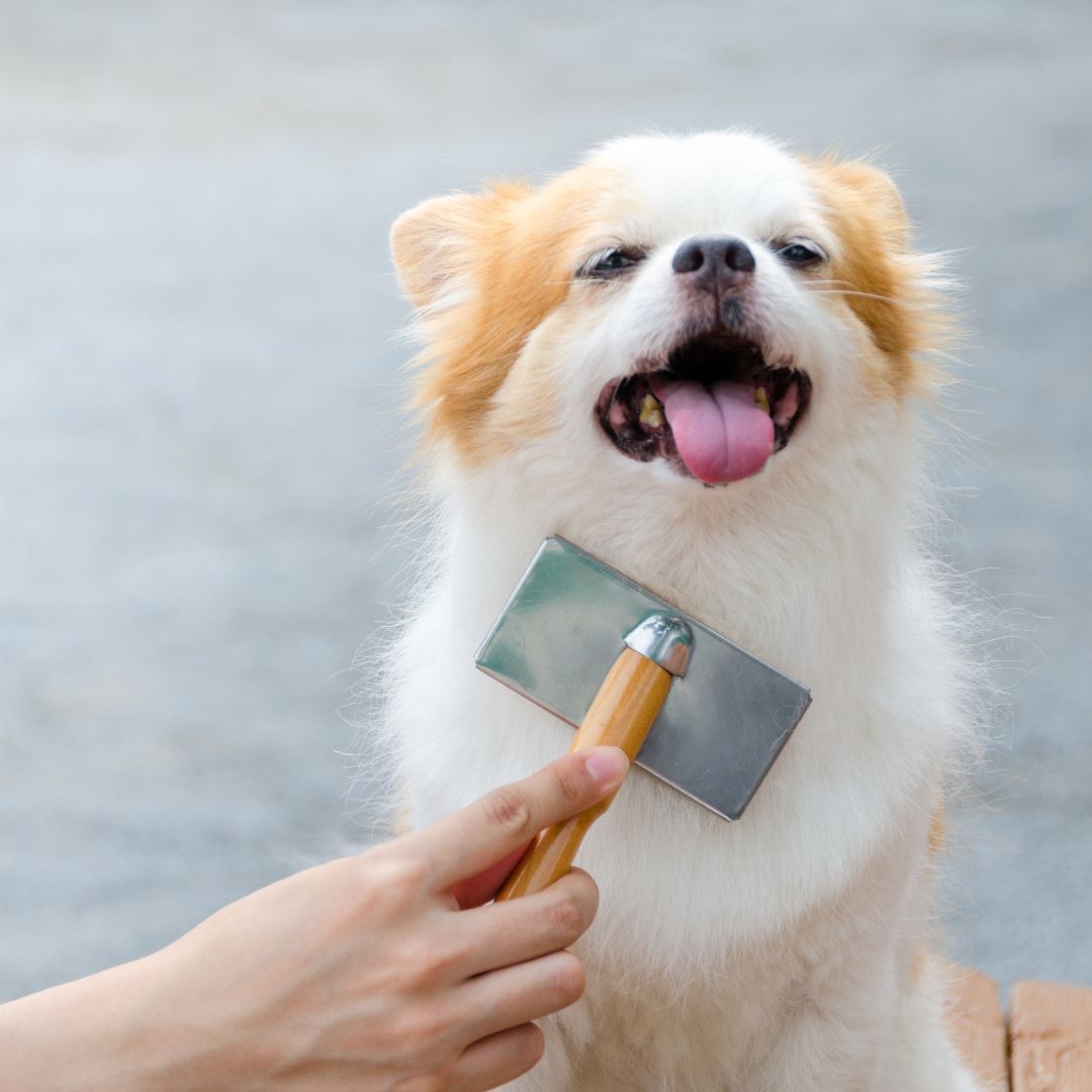 brushing a little dog 