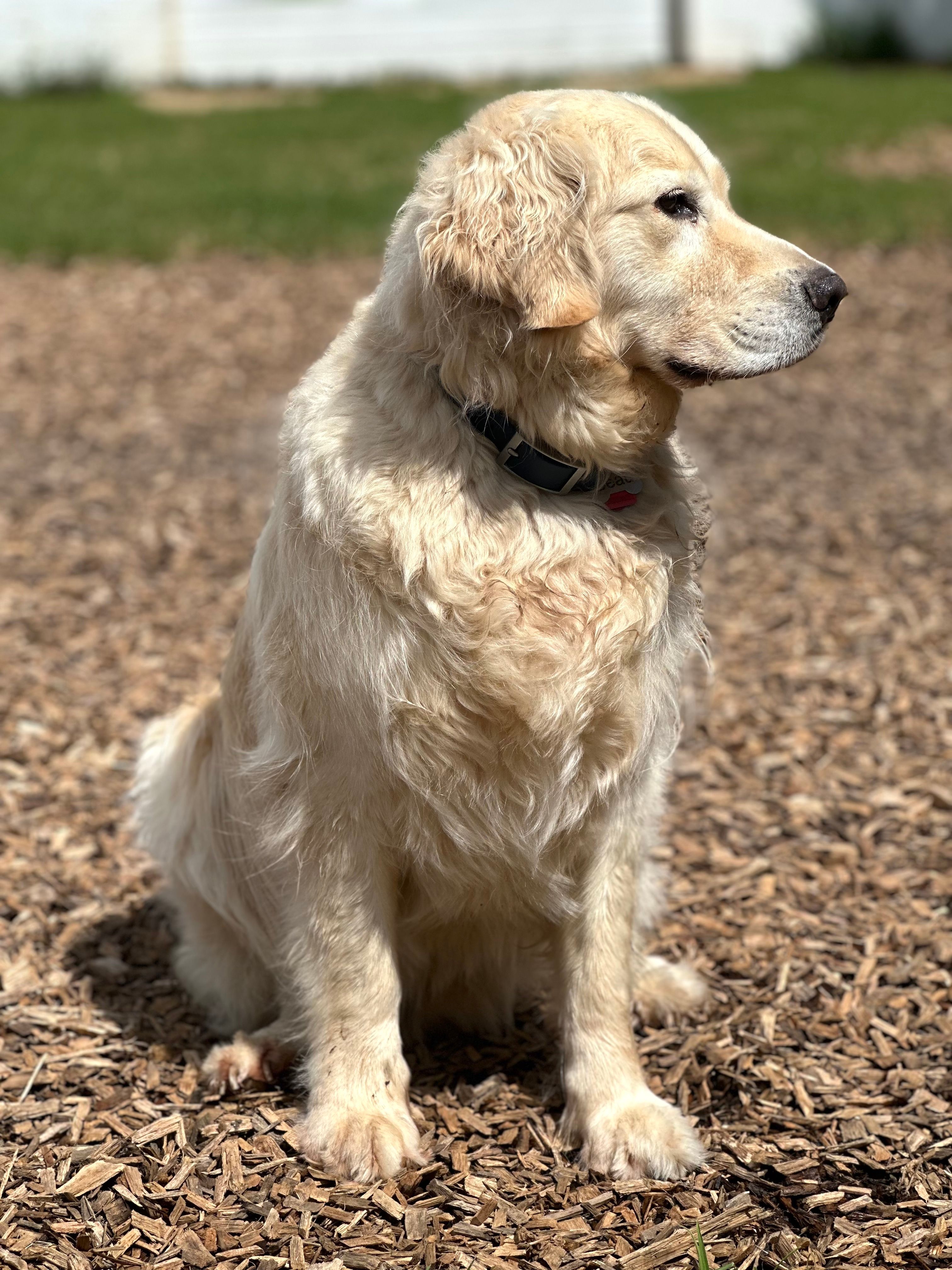 Dogs at daycare