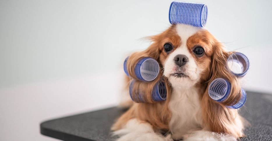 Small dog with hair curlers in its fur. 