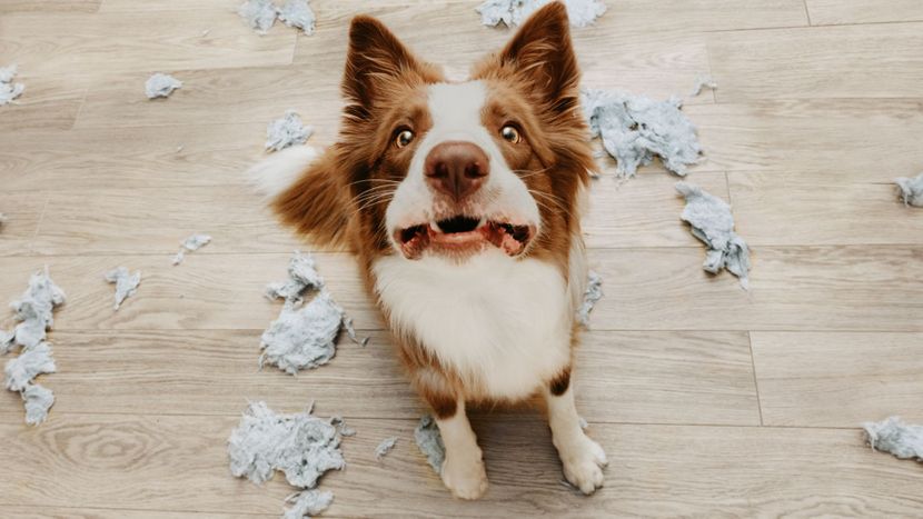 Dog looking up at the camera, surrounded by a torn up toy. 
